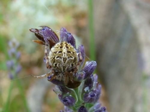 Agalenatea redii