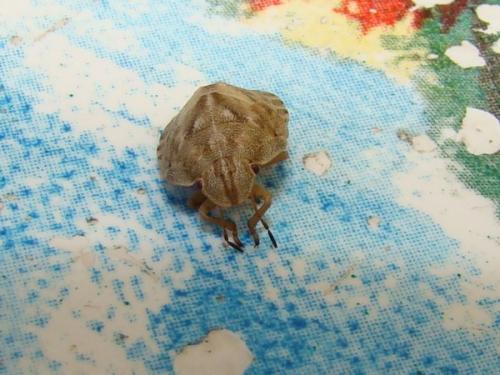 Réf. 72 665 : Eurygaster maura
