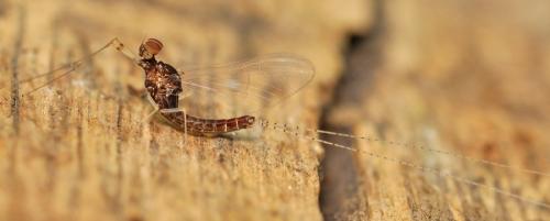 Cloeon dipterum