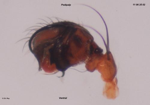 Réf. 72 716 : Hypsosinga pygmaea
