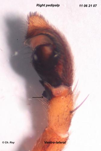 Philodromus cespitum