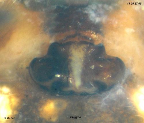 Cyclosa conica