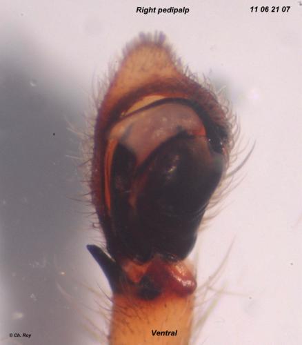 Réf. 72 580 : Philodromus cespitum