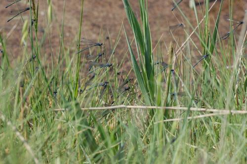 Réf. 72 870 : Lestes macrostigma