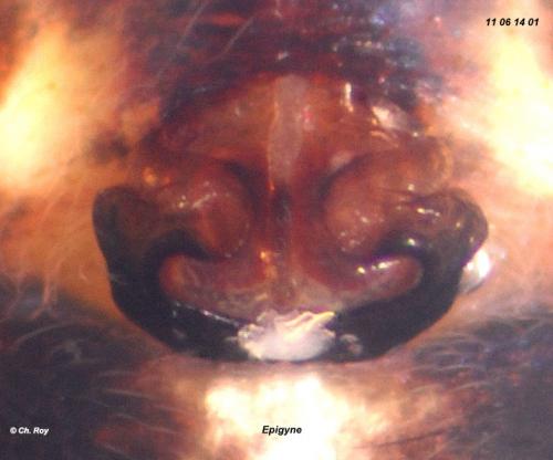 Réf. 72 136 : Cyclosa algerica