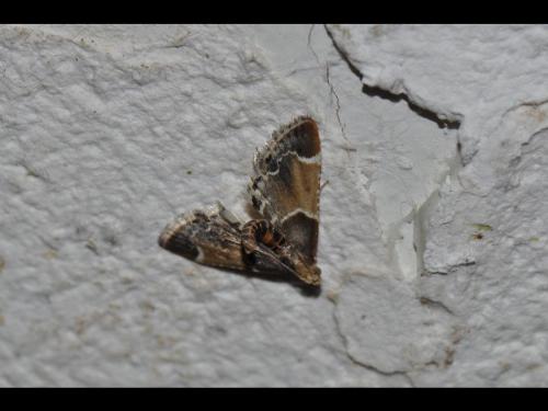 Pyralis farinalis