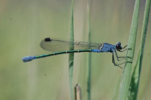 Réf. 72 869 : Lestes macrostigma