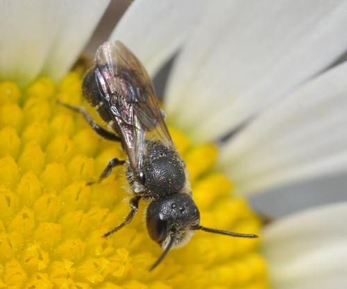 Heriades sp.