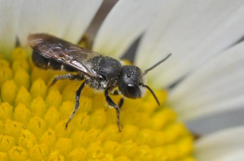 Heriades sp.