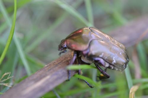 Réf. 72 753 : Potosia cuprea