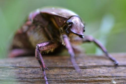 Réf. 72 754 : Potosia cuprea