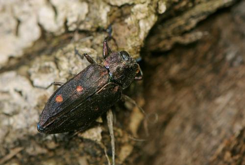 Réf. 72 337 : Chrysobothris affinis