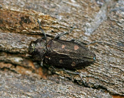 Réf. 72 338 : Chrysobothris affinis