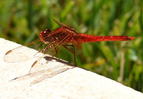Crocothemis erythraea