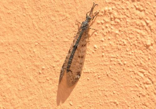 Réf. 72 715 : Distoleon tetragrammicus