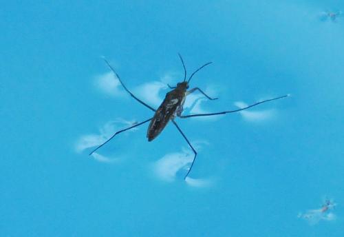 Gerris sp.