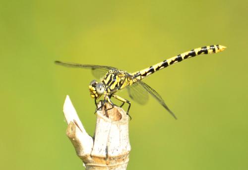 Réf. 72 693 : Onychogomphus uncatus