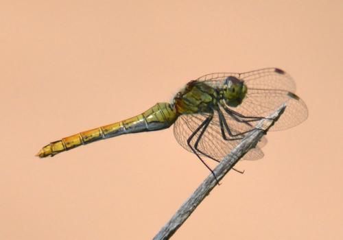 Réf. 72 696 : Sympetrum sanguineum