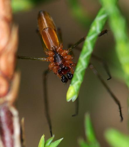 Réf. 72 765 : Neriene emphana