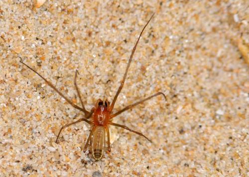 Neriene emphana