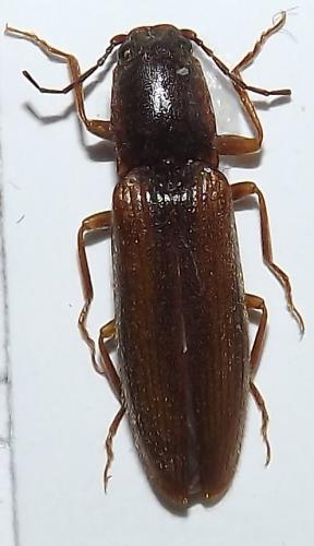 Réf. 72 041 : Athous vittatus