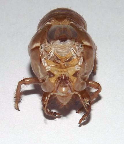 Tibicina haematodes
