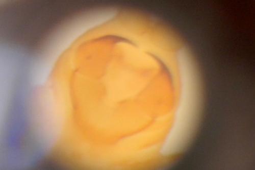 Henia sp.