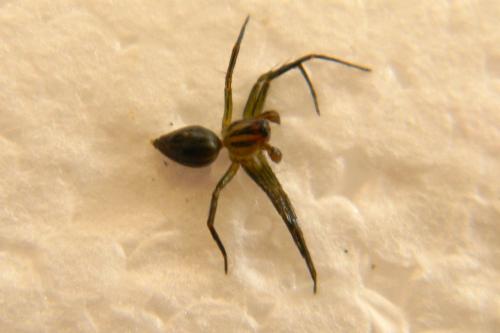 Réf. 72 049 : Oxyopes lineatus