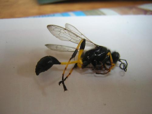 Sceliphron spirifex