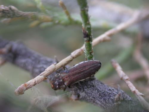 Agrilus meloni