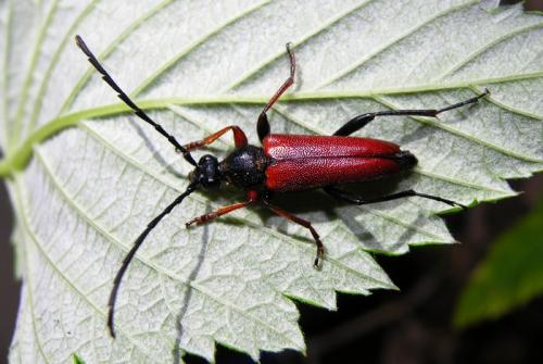Stictoleptura erythroptera