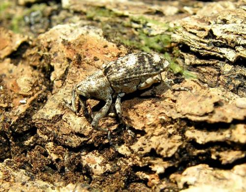 Réf. 72 202 : Gasterocercus depressirostris