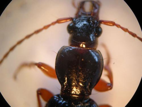 Stomis pumicatus