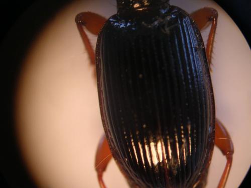 Stomis pumicatus