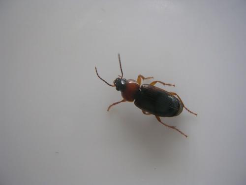 Stenolophus sp.