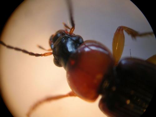 Réf. 72 512 : Stenolophus sp.