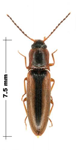 Dalopius marginatus