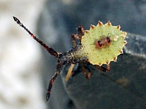 Réf. 72 164 : Enoplops scapha