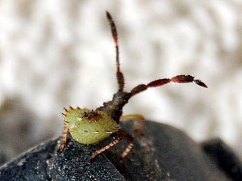 Réf. 72 186 : Enoplops scapha