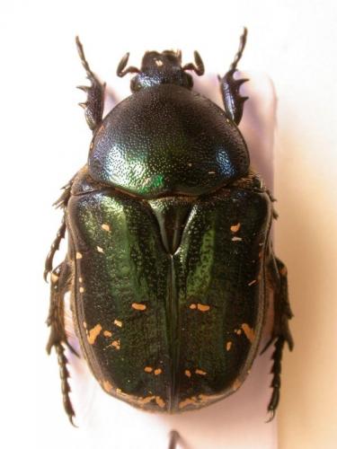 Réf. 72 946 : Netocia trojana ephesia