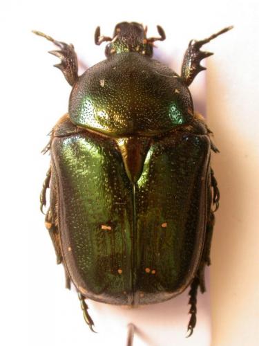 Netocia trojana ephesia