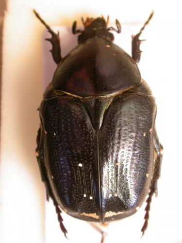 Netocia trojana ephesia