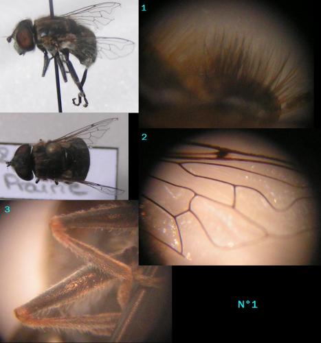 Eristalinus sepulchralis