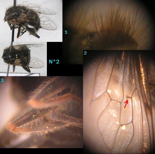 Eristalinus sepulchralis