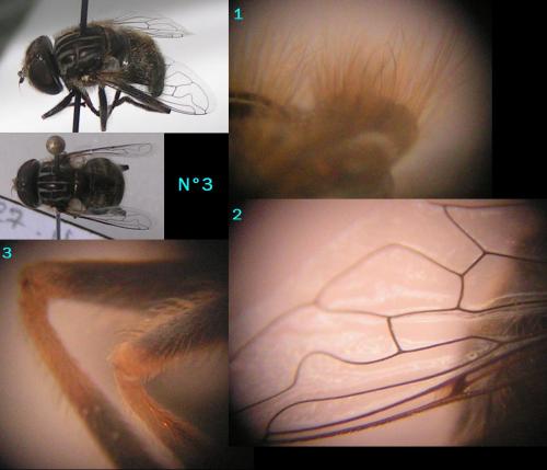 Eristalinus sepulchralis