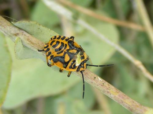 Eurydema sp.