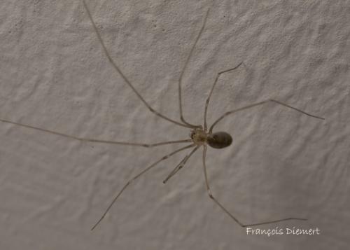Pholcus phalangioides