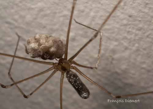 Réf. 72 014 : Pholcus phalangioides
