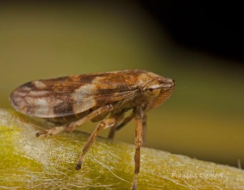 Philaenus spumarius
