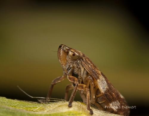 Philaenus spumarius